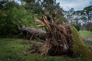 Tree fallen after hurricane